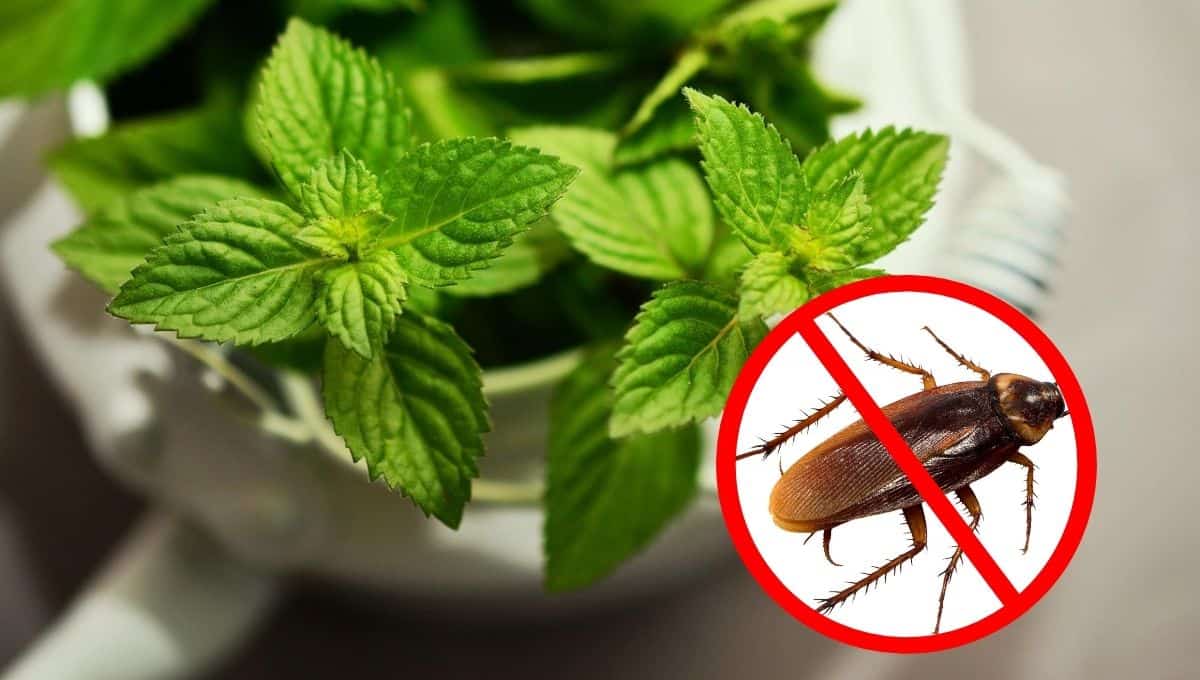 ¡Adiós plagas! Aleja las cucarachas de tu hogar con estas 4 plantas aromáticas