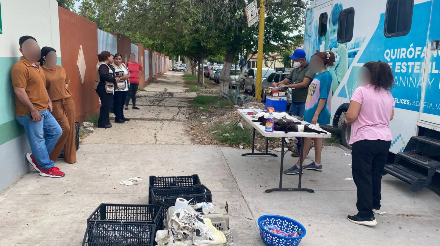 Llaman a esterilizar mascotas y animales callejeros en Ciudad Obregón