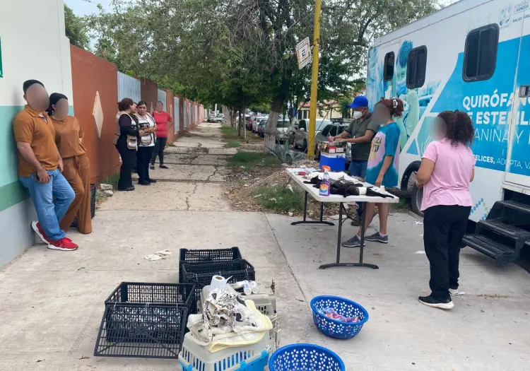 Llaman a esterilizar mascotas y animales callejeros en Ciudad Obregón