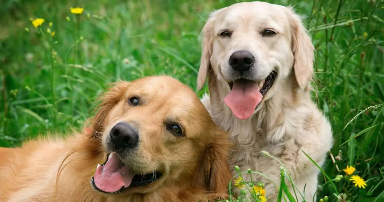 Día Mundial del Perro: Conoce los beneficios de contratar un seguro para tu mascota; costo y cobertura