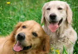 Día Mundial del Perro: Conoce los beneficios de contratar un seguro para tu mascota; costo y cobertura