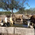 Lluvias mejoran situación de ganaderos del Mayo