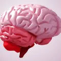 Enfermedades más comunes del cerebro: cómo prevenirlas