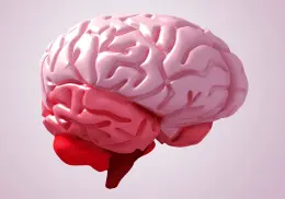 Enfermedades más comunes del cerebro: cómo prevenirlas