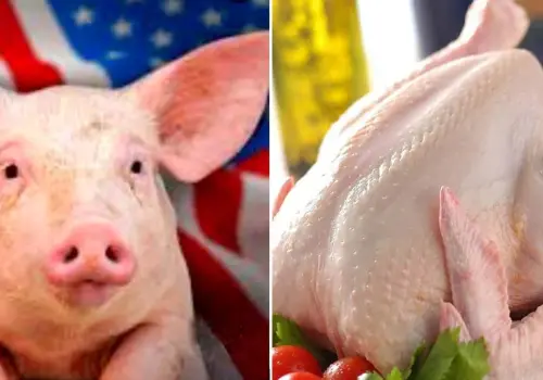Evalúa México sanciones al pollo y cerdo de EU