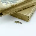 Insectos devoradores de libros: cómo proteger tu biblioteca de termitas, polillas y otros invasores