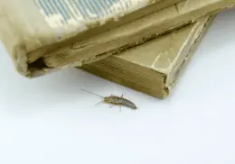 Insectos devoradores de libros: cómo proteger tu biblioteca de termitas, polillas y otros invasores