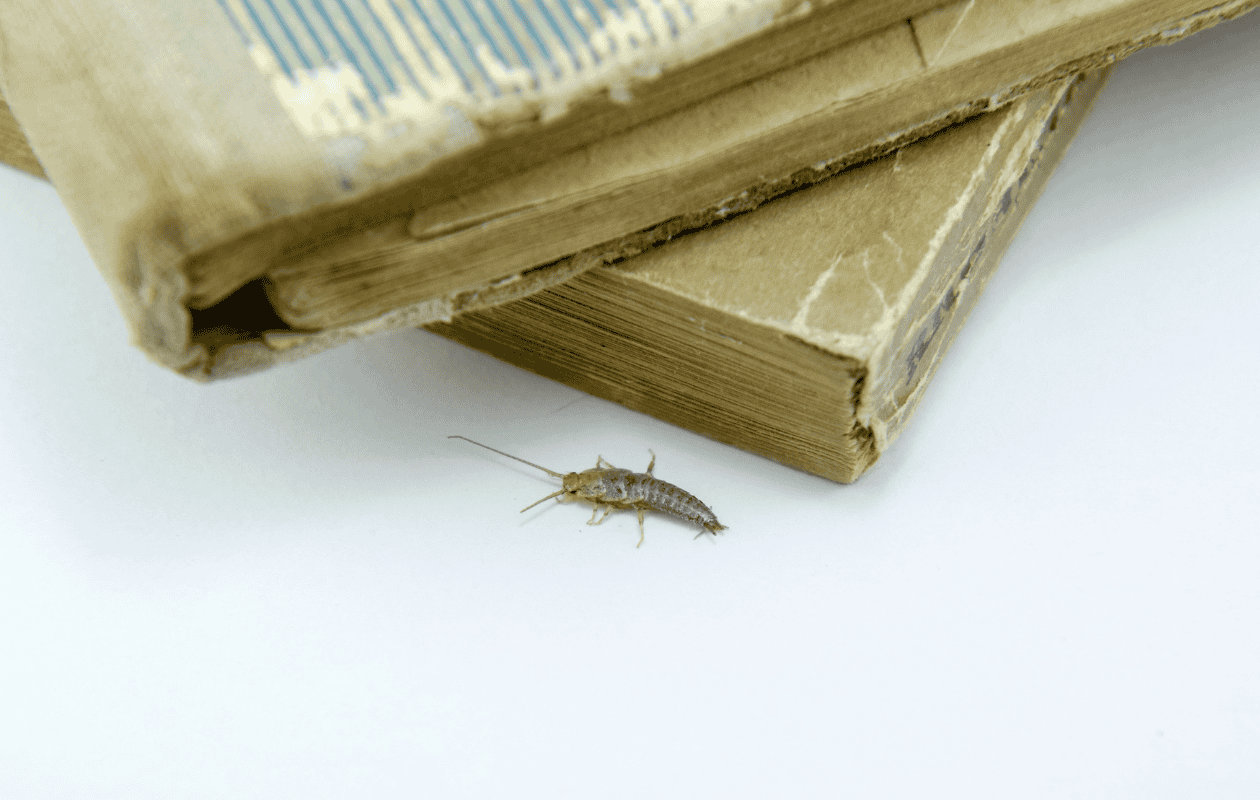 Insectos devoradores de libros: cómo proteger tu biblioteca de termitas, polillas y otros invasores