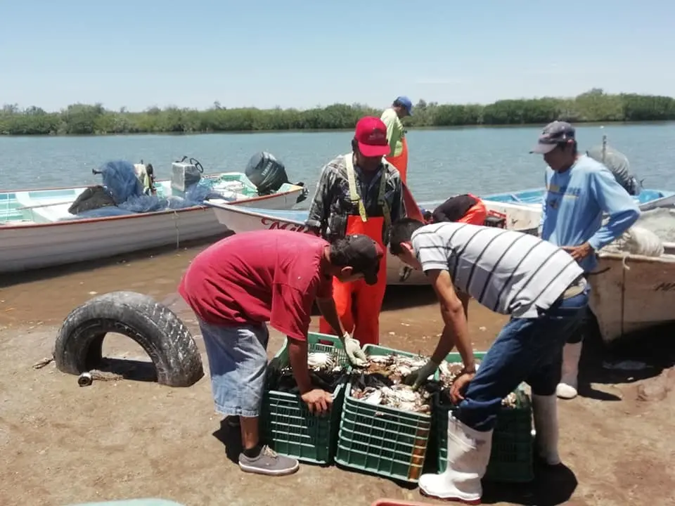 Regular captura de jaiba en el sur de Sonora