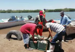 Regular captura de jaiba en el sur de Sonora
