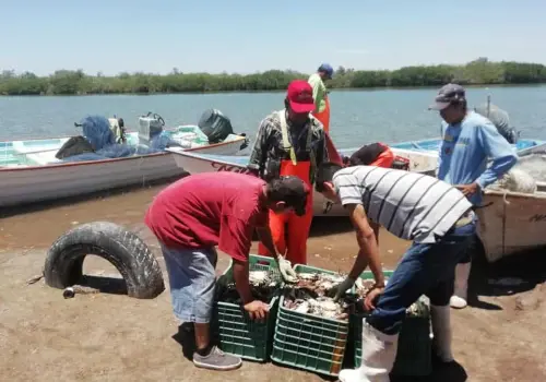 Regular captura de jaiba en el sur de Sonora