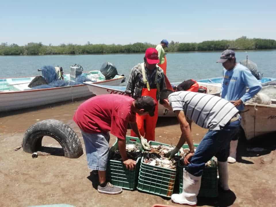 Regular captura de jaiba en el sur de Sonora