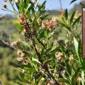 Batamote: Planta usada en la herbolaria yaqui para un cabello bonito y abundante