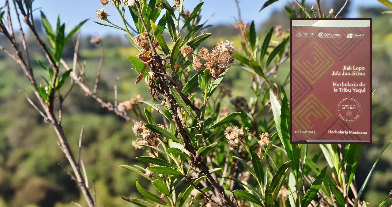 Batamote: Planta usada en la herbolaria yaqui para un cabello bonito y abundante