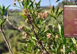 Batamote: Planta usada en la herbolaria yaqui para un cabello bonito y abundante
