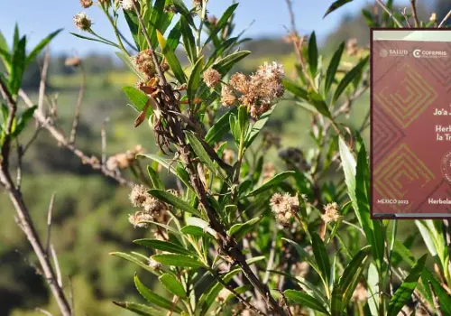 Batamote: Planta usada en la herbolaria yaqui para un cabello bonito y abundante