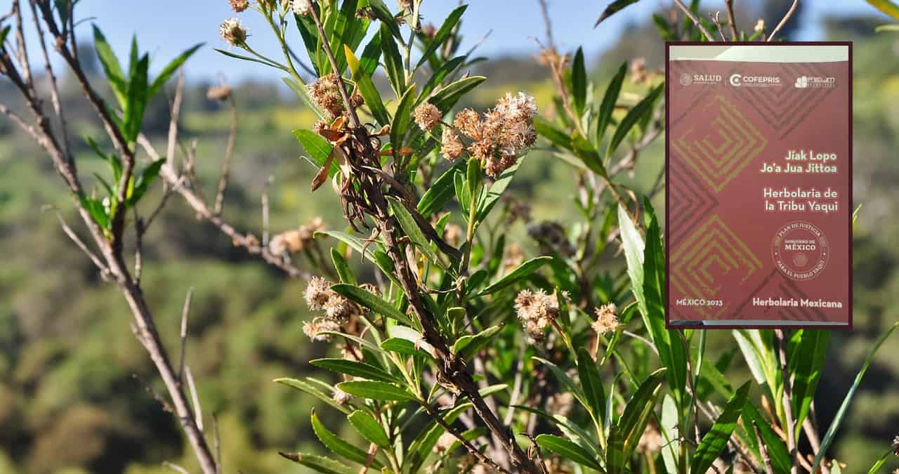 Batamote: Planta usada en la herbolaria yaqui para un cabello bonito y abundante