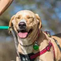 3 consejos para cuidar a tus perritos durante las altas temperaturas en Hermosillo, Sonora
