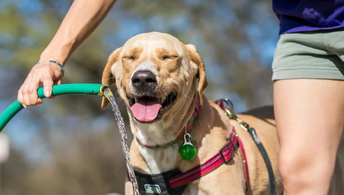 Ten en cuenta estas recomendaciones para cuidar a tus mascotas / Pexels