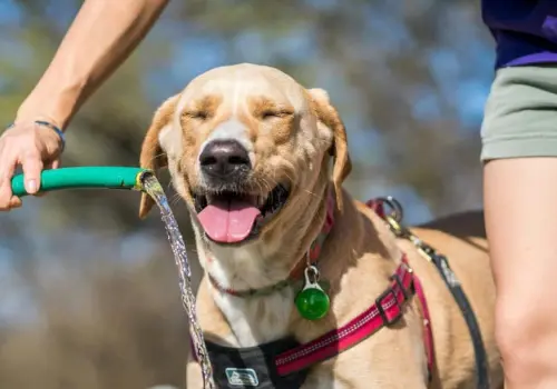 3 consejos para cuidar a tus perritos durante las altas temperaturas en Hermosillo, Sonora