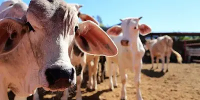 Inifap fusiona trámite y reduce tiempo de respuesta