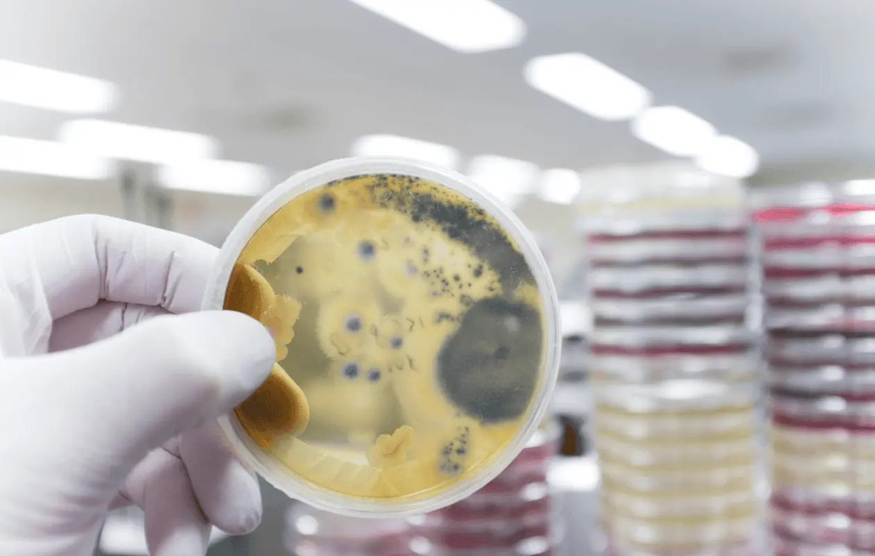 La exposición prolongada a micotoxinas no solo está relacionada con el cáncer, sino también con efectos mutagénicos.