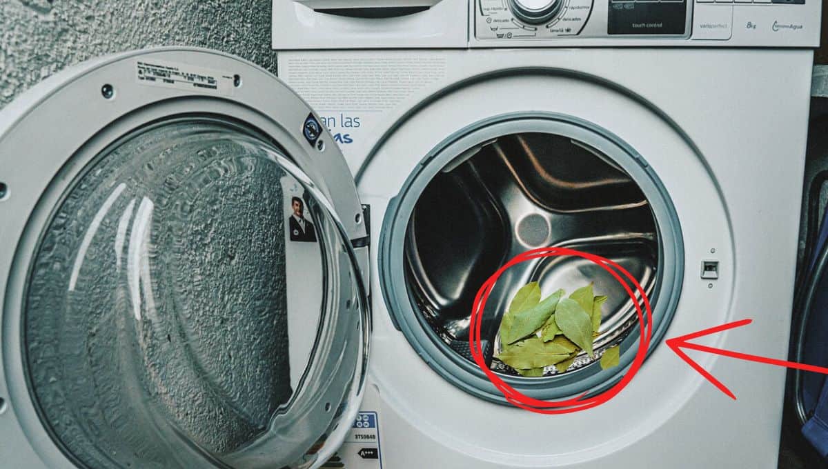 ¿Por qué debes colocar hojas de laurel en la lavadora? Esto se sabe