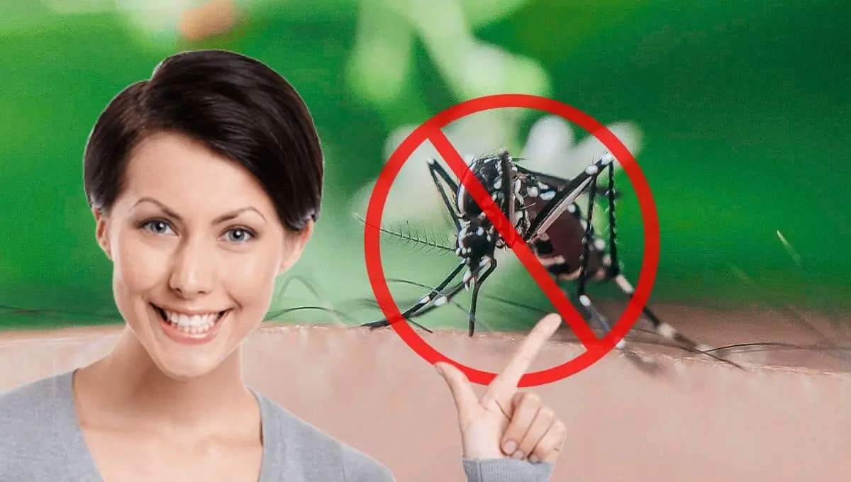 Termina con los mosquito de manera natural / Pexels, PNGWing