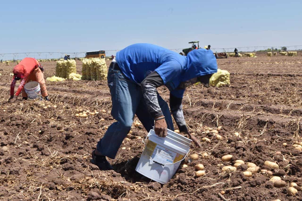 Cae Sonora en actividades primarias durante el primer trimestre: Inegi