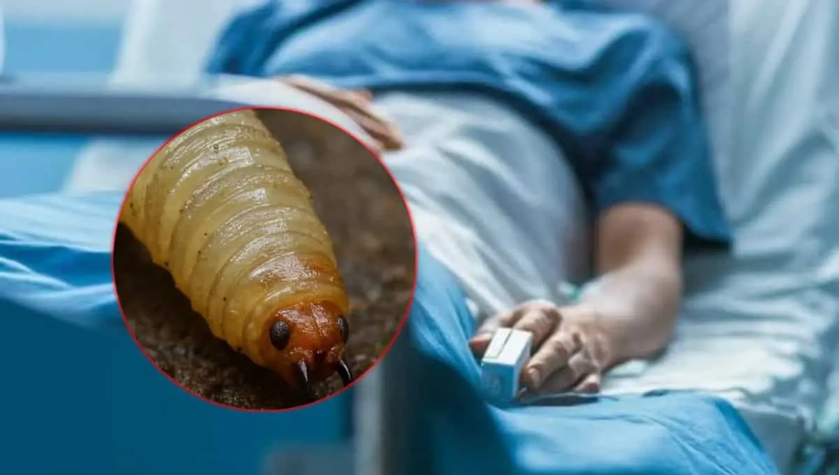 Se confirma primer fallecimiento por gusano barrenador en México. Foto: Original