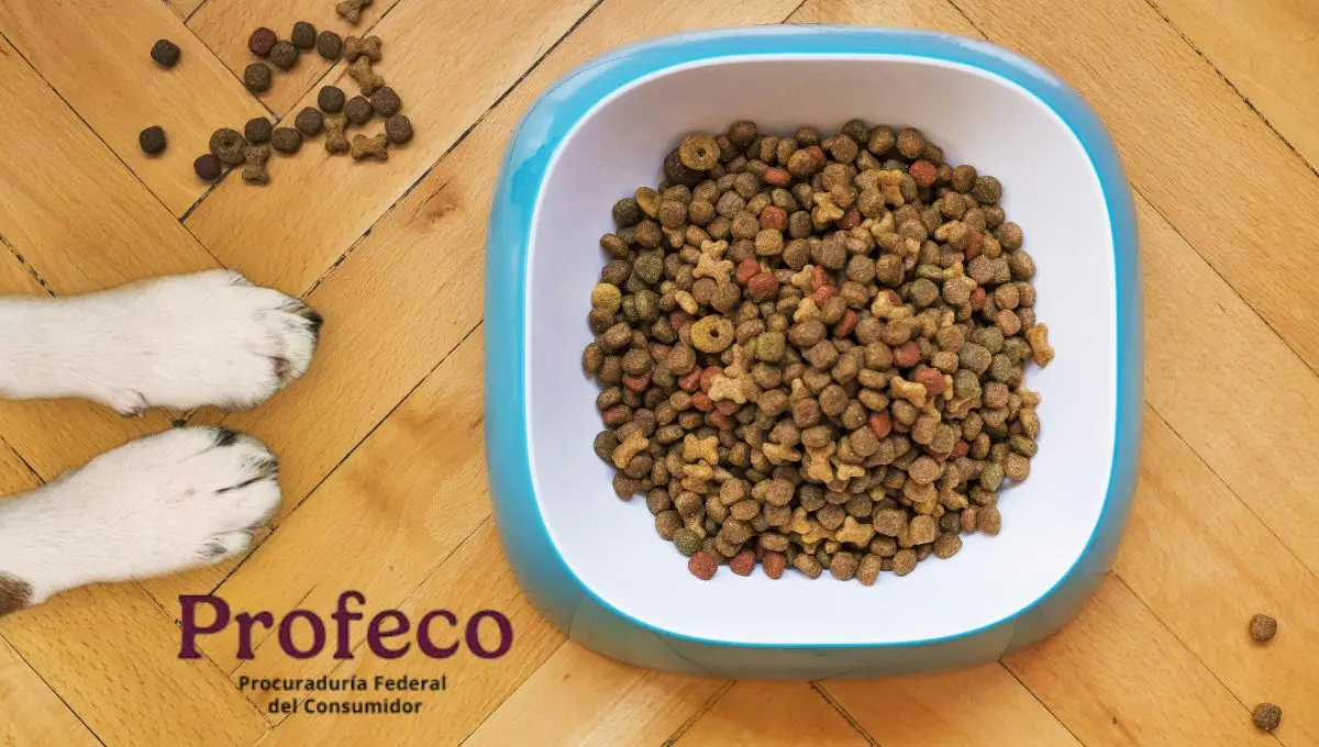 Descubre el mejor alimento para tu mascota / Pexels