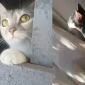 ¿Por qué agosto es el Mes de los Gatos? Conoce la razón detrás del extraño comportamiento felino