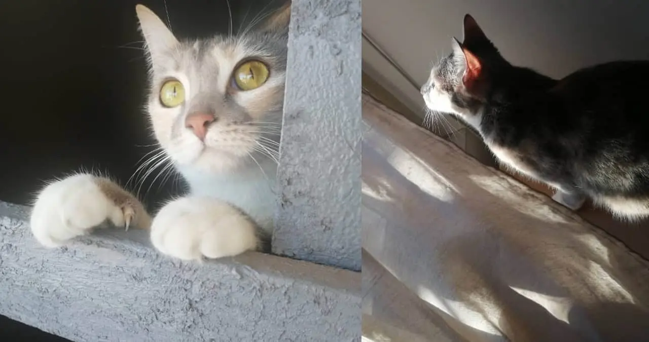¿Por qué agosto es el Mes de los Gatos? Conoce la razón detrás del extraño comportamiento felino