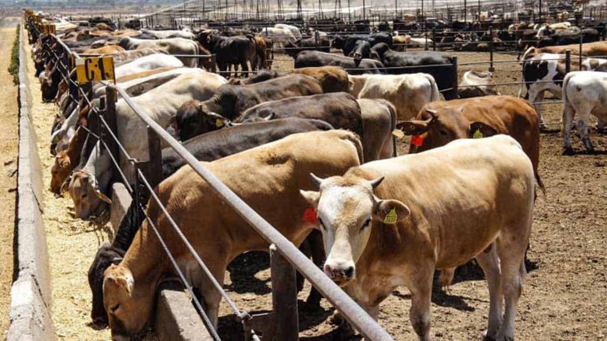 Ganadería en crisis; se desploma el precio
