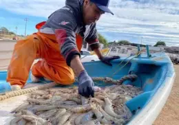 Pescadores del sur de Sonora piden adelantar temporada de camarón