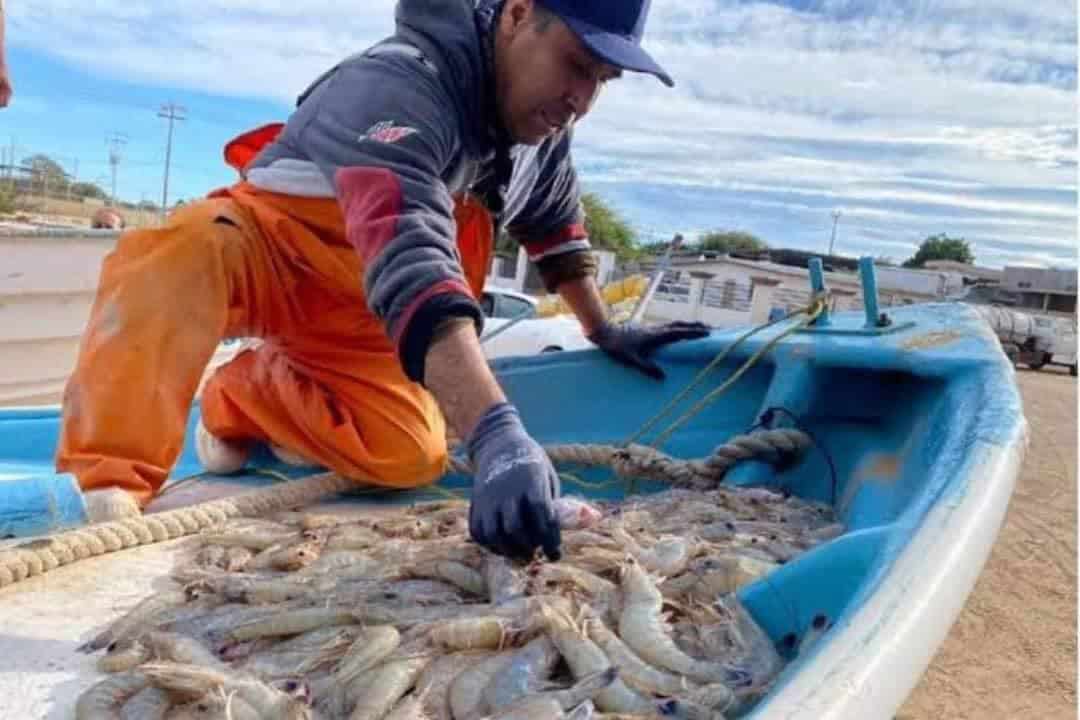 Pescadores del sur de Sonora piden adelantar temporada de camarón