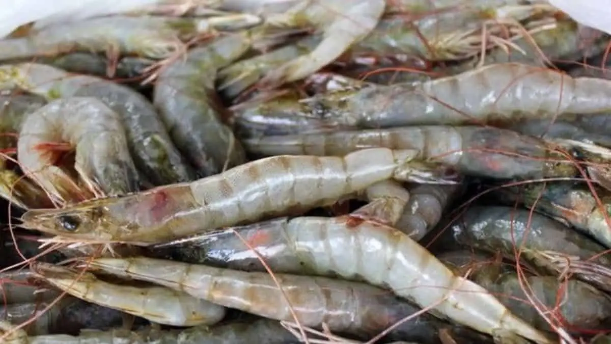 Exigen reactivar pesca de camarón