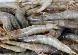 Exigen reactivar pesca de camarón