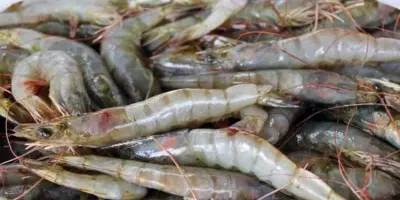 Exigen reactivar pesca de camarón