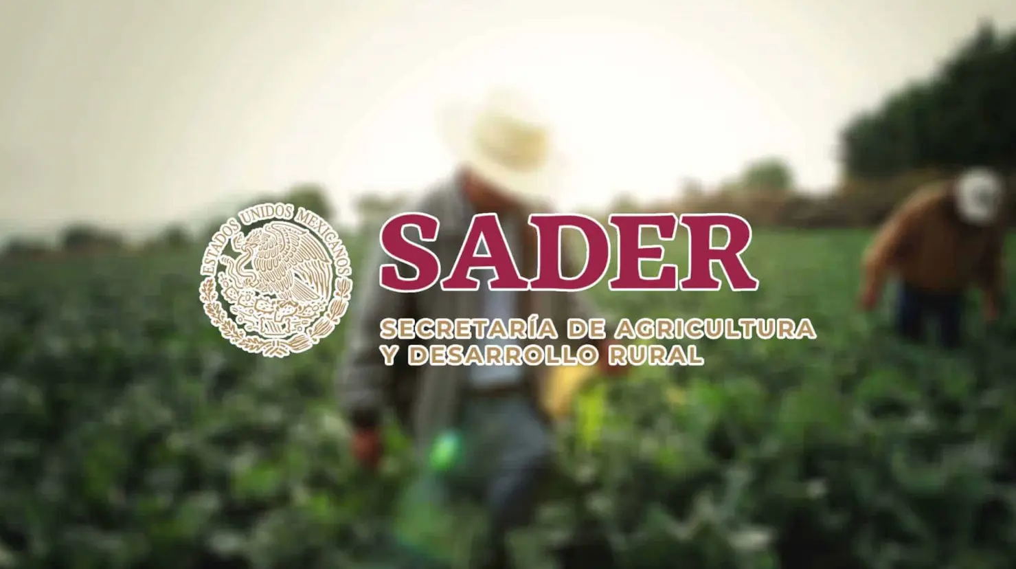 Vacante de trabajo con sueldo de 96 mil pesos en la Secretaría de Agricultura