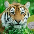 Zoológico en Dinamarca solicita donación de mascotas como alimento para depredadores