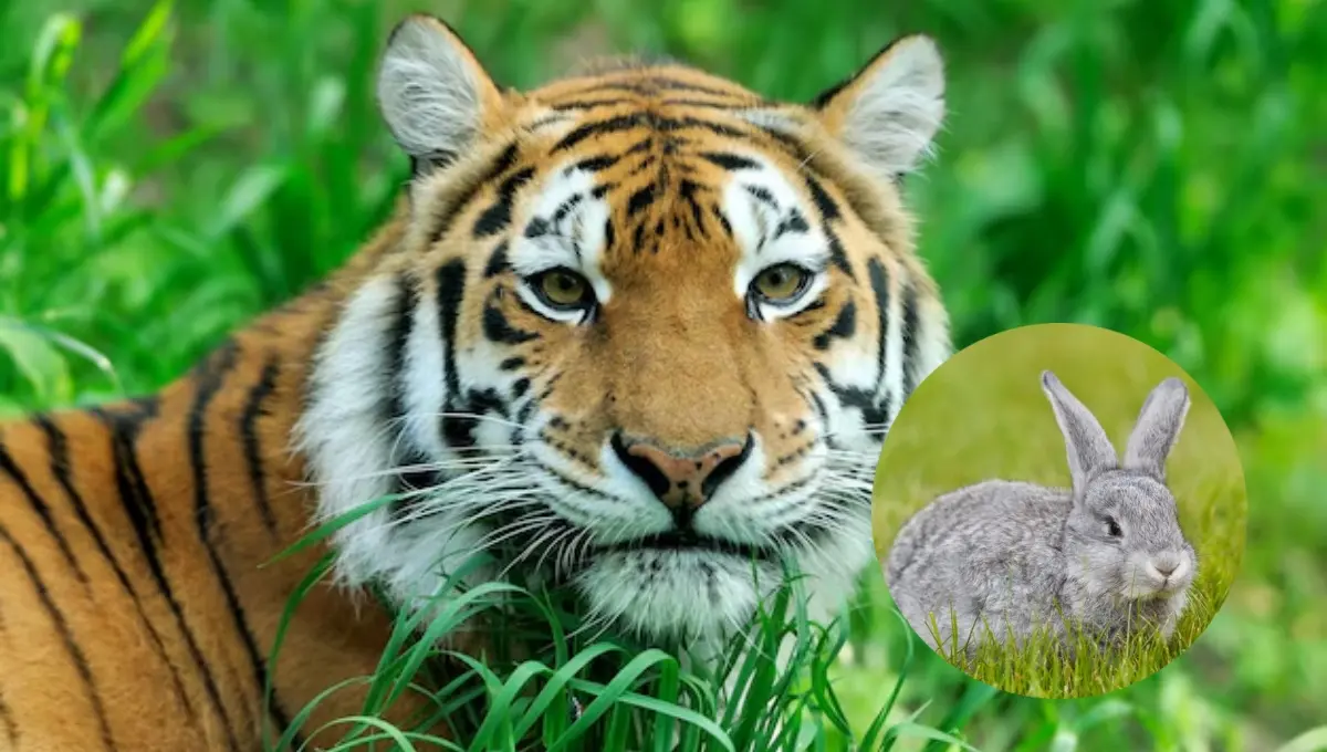 Zoológico solicita donación de mascotas para alimento de depredadores. Foto: Original