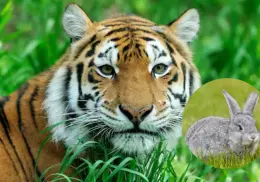 Zoológico en Dinamarca solicita donación de mascotas como alimento para depredadores