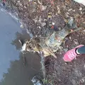 Muerte de animales en la Laguna no es por contaminación del agua