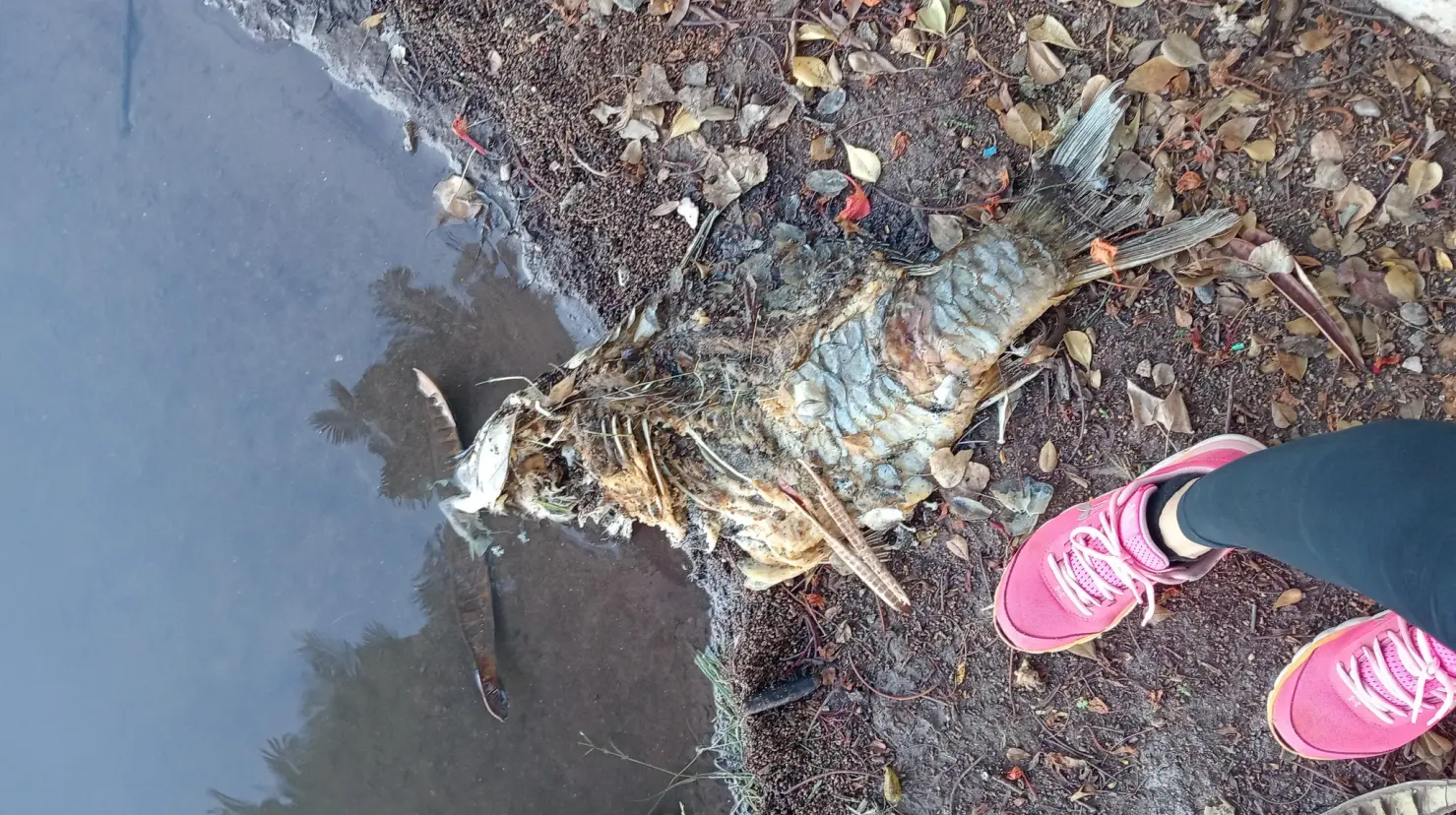 Muerte de animales en la Laguna de Náinari no es por contaminación del agua