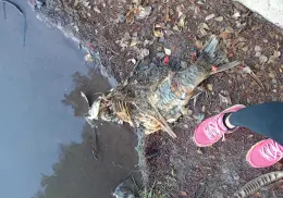 Muerte de animales en la Laguna de Náinari no es por contaminación del agua