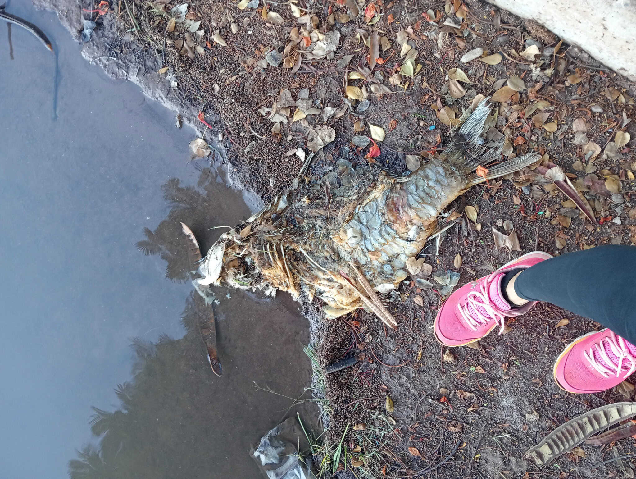 Muerte de animales en la Laguna de Náinari no es por contaminación del agua