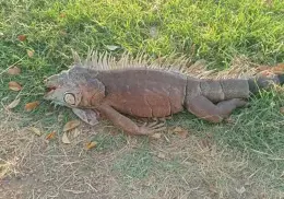 Amanece muerta iguana de la Laguna del Náinari, así como otros animales