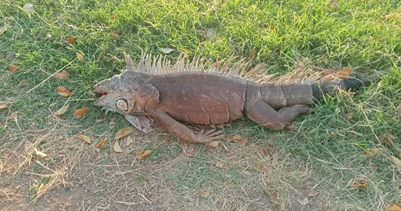 Amanece muerta iguana de la Laguna del Náinari, así como otros animales
