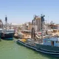 Entra en paro técnico flota sardinera de Sonora